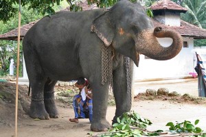 Rite du passage sous un éléphant