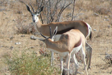 Visite de la réserve d'Etosha