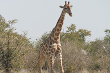 Visite de la réserve d'Etosha