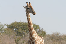 Visite de la réserve d'Etosha