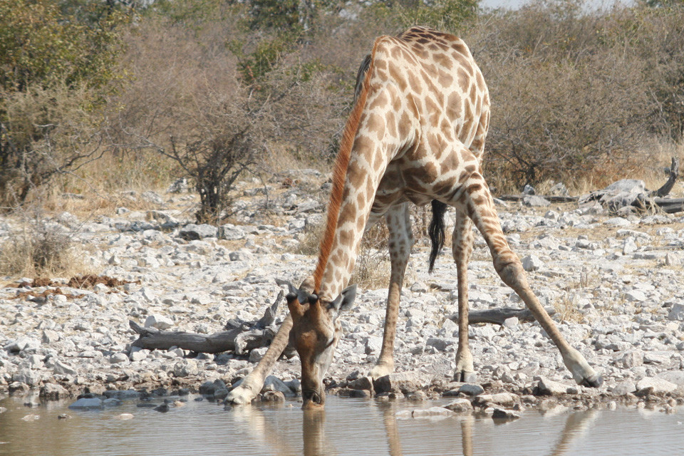 Pour s'abreuver, la girafe se met dans une position vulnérable