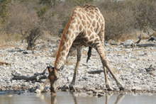 Visite de la réserve d'Etosha