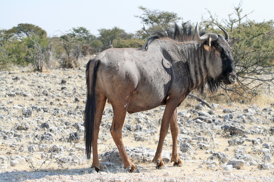 Gnou bleu de Namibie